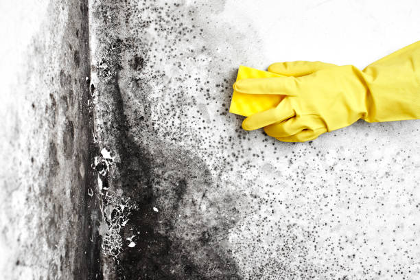 Best Asbestos and Lead Testing During Mold Inspection  in Hebbronville, TX